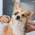2 Pcs Double-Head Dog Tear Comb, Tear Stain Remover Brush for Dogs & Cats Grooming