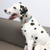 MR. CHUBBYFACE Spring Summer Dog Collar, Cute Blue Beer Collar for Small Medium Large Dogs