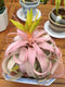 YGNHIJKD Live Air Plants (Tillandsia) - No Soil Needed Indoor House Plants -