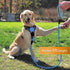 Cutie's PetBox Dog Leash for Medium and Large Breeds - Heavy-Duty Reflective Nylon Rope, 5ft (Blue)