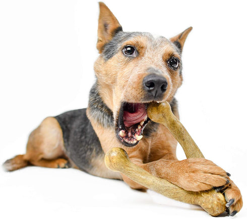 Pet Qwerks Wishbone BarkBone, Nylon Chew Toy for Aggressive Chewers, Peanut Butter Flavor, 8.25"