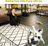 Interactive Cat Toys - Retractable Wand Toy and Feather Toys Refills for Indoor Cats
