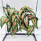 FLmoving Reptile Plants for Terrarium, Amphibian Habitat Decor Artificial Hanging Plants with Suction