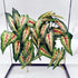 FLmoving Reptile Plants for Terrarium, Amphibian Habitat Decor Artificial Hanging Plants with Suction