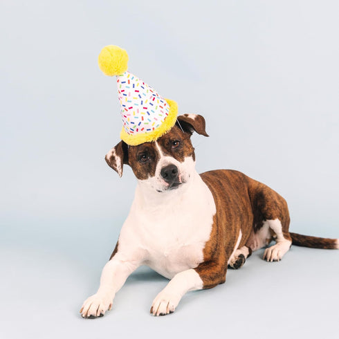 Fringe Studio Plush Dog Toy, Time to Celebrate, Pet Shop Collection (314225)