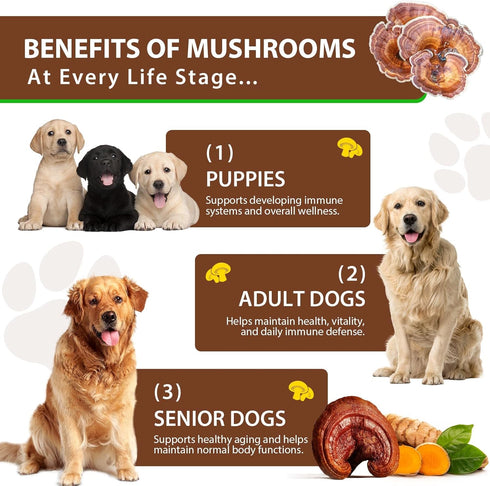 QwsYaay Immune, 60ml Turkey Tail Mushroom for Dogs, Mushroom Blend, Turmeric & Probiotic for Digestive & Joint Support