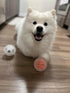 3 Pack 3.5" Squeaky Spiky Dog Balls - Premium Durable Non-Toxic Rubber for Medium to Large Dogs