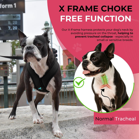 Gooby Comfort X Head in Harness, Black, Small - No Pull Dog Harness for Medium & Small Dogs