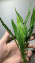 Generic 2 1 Java Fern Microsorum Pteropus Easy Low Light Live Aquarium Plant - Buy Get