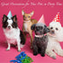 KUDES Small Dog Cat Pearl Collars with Crystal Rhinestone Diamond Décor, Adjustable Fashion PU Leather for Small Pets