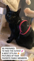 LLC Dog and Cat Backpack, Small Carrier with Clip on Harness, Fun Pet Treat Holder, OG Neon Series, Pink Black