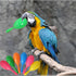 TTFdacai 6 Hammer Pcs Parrot Rattle Shaker Musical Sound Toy Funny Bell Toys Mini Sand Bird Parrot Toys for Chicken