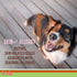 Licks Pill-Free Dog Allergy Relief Gummies - Omega 3, Turmeric Supplement for Itch Relief - 90 Gummies