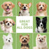 8 Puppy Shampoo for Puppies Weeks Old, Gentle Tearless Dog Shampoo for Smelly Dogs, Deodorizing Dog Shampoo with Aloe