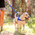 EzyDog Zero Shock Leash, Best Shock Absorbing Bungee Dog Leash, Double Handle Reflective for Traffic Control