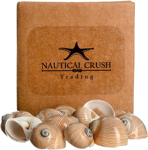 12 3/4"- 1.5" Hermit Crab Shells | Turbo Shells | Natica Lineata Shells | Hermit Crab House for Dcor | Plus Free