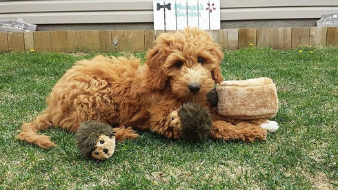 ZippyPaws Burrow Replacement Miniz - Interactive Dog & Puppy Toys for Boredom, Stimulating Pet Products to Keep Them