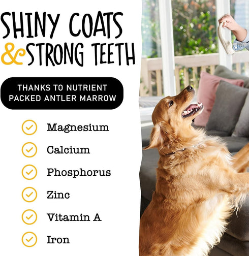 Snatchers Elk Antlers for Dogs, Long Lasting Chews for Aggressive Chewers, Naturally Shed Deer Antlers (Jumbo, 1 Count)