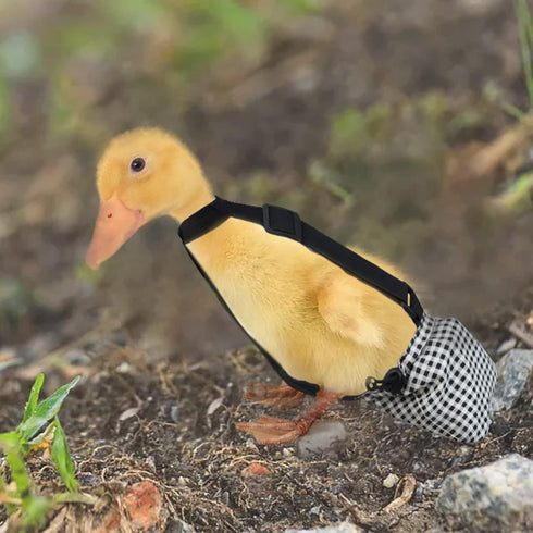 vomvomp 1 2 lbs 3 4 Duckling Diapers with Elastic Rope for Baby Duck Pet Duck to Weeks to Weeks of Age