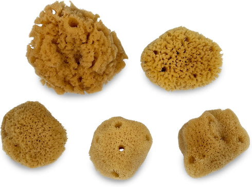 Hermit Crab Real Sea Sponges, 5 Pack Unbleached for Nutrients and Habitat Tank Humidity