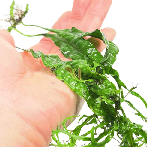 PLANTEREST BUY2GET1FREE Microsorum Java Fern Windelov Bundle Live Aquarium Plants