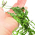 PLANTEREST BUY2GET1FREE Microsorum Java Fern Windelov Bundle Live Aquarium Plants