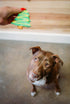 BoxDog Christmas Cookies for Dogs - Handmade Holiday Cookie Gift, Christmas Treats You Can Eat with Your Dog!