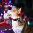 Elegant Christmas Dog Collar, Red Plaid Adjustable Collar for Medium Dogs, Holiday Gift for Pets