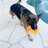 5 Pack 12'' Jalousie Dog Toys Assortment - Plush Squeaky Toys for Medium to Large Breeds - Raccoon, Elk, Hippo, Fox