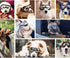 Nacoco Dog Sunglasses Anti-UV Waterproof Goggles for Big Dogs like Golden Retriever and Samoyed
