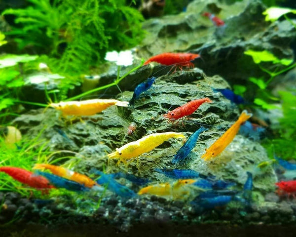 Generic Live Shrimp 20 Mixed Color Neocaridina Shrimp Live Freshwater Aquarium Inverts