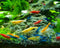 Generic Live Shrimp 20 Mixed Color Neocaridina Shrimp Live Freshwater Aquarium Inverts