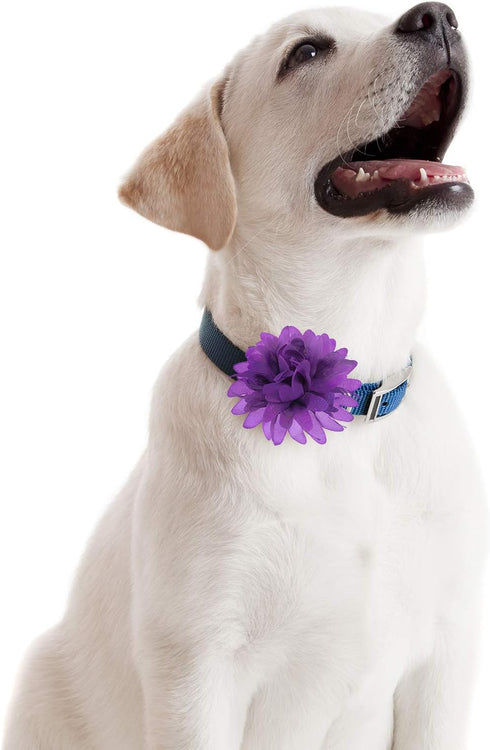 WILLBOND 20 Pcs Pet Flower Collar Bow, Multi Color Soft Chiffon Bow Tie Charms for Dog Grooming Accessories