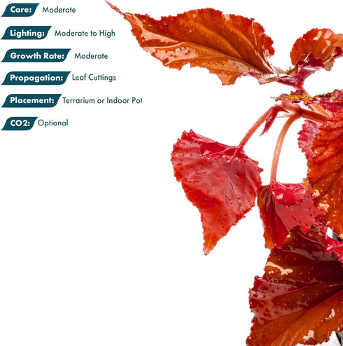Sunset SubstrateSource Live Jungle Plants - Begonia Arabian (Begonia sp.) - Medium to High Light, Bronze Red Orange