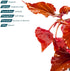 Sunset SubstrateSource Live Jungle Plants - Begonia Arabian (Begonia sp.) - Medium to High Light, Bronze Red Orange