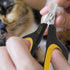 Cat Nail Clippers by Pet Republique | Professional Stainless-Steel Claw Trimmer for Cats, Kittens, and Small Animals