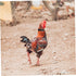 4pcs Nylon Chicken Collar for Rooster - No Crow Band Noise Collars, 2 Pack for Poultry