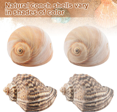 11PCS Hermit Crab Shells, Natural Sea Conch Size 1.5"-3.5" for Small to Medium Crabs