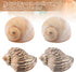 11PCS Hermit Crab Shells, Natural Sea Conch Size 1.5"-3.5" for Small to Medium Crabs