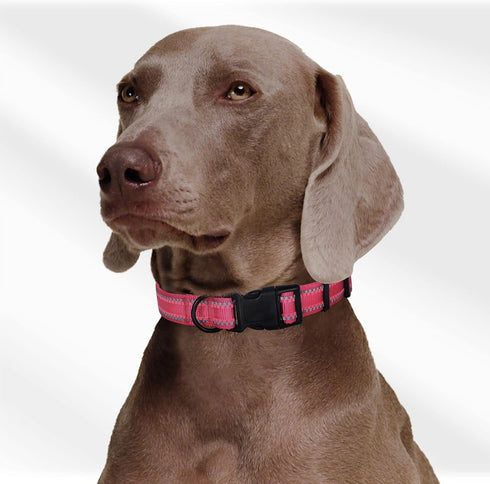 Mile High Life | Nylon Night Light Glow Collar for Medium Dogs | Reflective Band Cat Collar | Fluorescence self-luminescence Strap Puppy Collar | Safe Night Walk Collars for Dogs (Pink, XS)