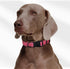 Mile High Life | Nylon Night Light Glow Collar for Medium Dogs | Reflective Band Cat Collar | Fluorescence self-luminescence Strap Puppy Collar | Safe Night Walk Collars for Dogs (Pink, XS)