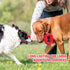 Interactive Long Lasting Dog Tug-of-war Toy, 15 Inch Natural Rubber for Medium Large Breed Dogs