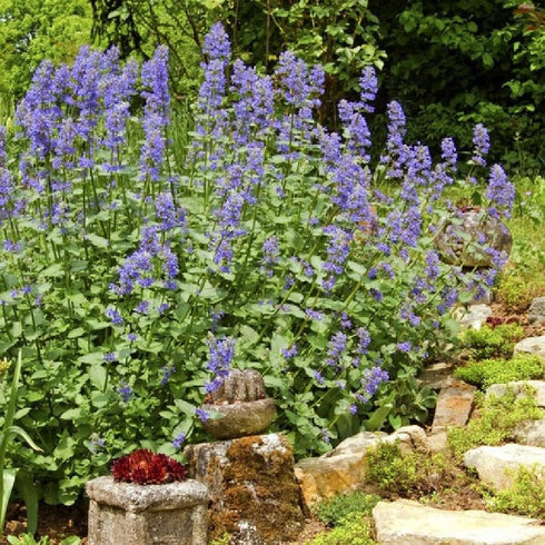 3000+ Count 2026 TomorrowSeeds - Catnip Seeds - - for Planting Nepeta Catwort Garden Vegetable Catnips Catmint Lavender
