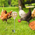 Kalekey (2) Chicken Feeding Toy, Chicken Enrichment Toys with Spring and Metal Ground Stake, Chick Treat Dispenser Peck