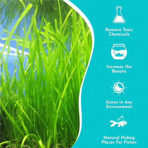 6 Pack Jungle Valisnaria Spiralis - Bare Root : Live Aquarium Plants for Healthy Aquatic Ecosystems, Excellent