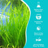 6 Pack Jungle Valisnaria Spiralis - Bare Root : Live Aquarium Plants for Healthy Aquatic Ecosystems, Excellent