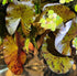 3X Marcus Fish Tanks - Tiger Lotus Lily Nymphaea Lotus - Live Aquarium Plants - Freshwater Aquatic Plant