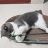 4 PCS Interactive Cat Teaser Wand - 20" Long Wand with Loud Bell for Cats and Kittens