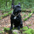 Spiked Dog Cat Collar, Male Black Soft Leather Spike Puppy Collars Adjustable for Small Medium Large Dogs Chihuahua