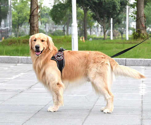 Service Dog Working Patch, Do Not Touch Military Tactical Badge Hook & Loop, Please Do Not Pet Me I'm Working (3.15"
